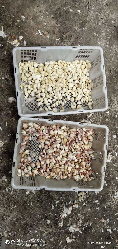 CCDカメラ 光学ニンニクの色分類 ニンニクの皮を剥がす 斑点除去機 ナッツ ニンニクの桜 カフェの色分類機 CE