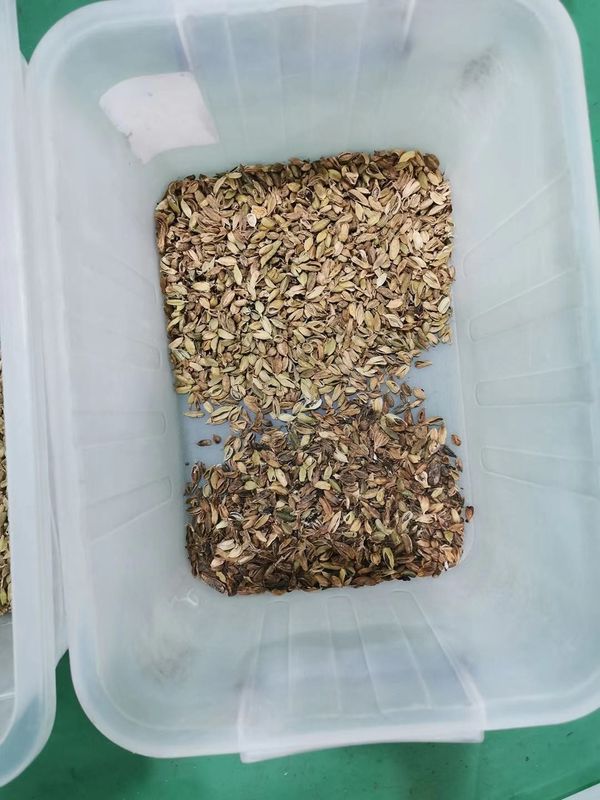 機械を分ける農業装置のカルダモン色の選別機機械/Cardamom