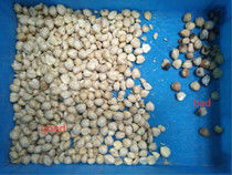 CandlenutのためのCandlenutの分類機械蝋燭のナットの加工ライン良質色の選別機