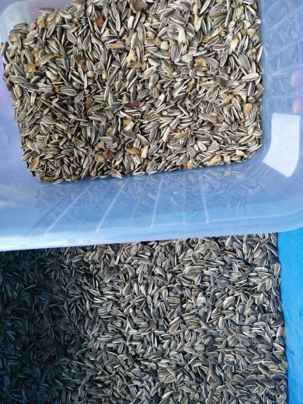高度な導かれたライトが付いている豆米のマカダミア カシュー色の選別機機械
