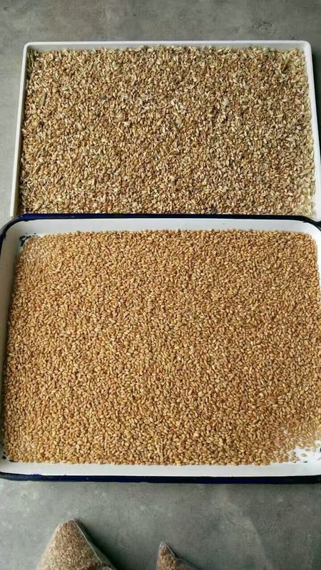 高い分類の正確さのWenyao RGBのカメラのムギ色の選別機