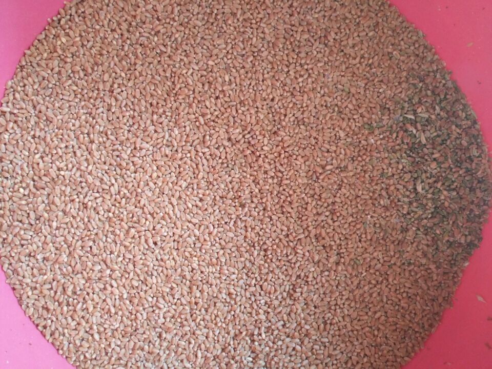 高い分類の正確さのWenyao RGBのカメラのムギ色の選別機