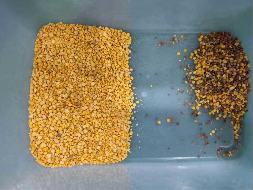 黄色いレンズ豆の豆色の選別機の台湾Meanwellの動力源