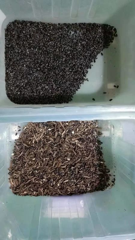 WENYAOのヒマワリの種色の選別機、7T/h種の製造プラントの機械類