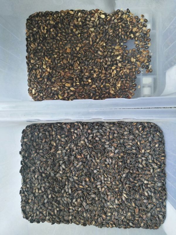 CCD 種子カーネル カラーソート機 甘えの種子 カラーソート機 最安値で