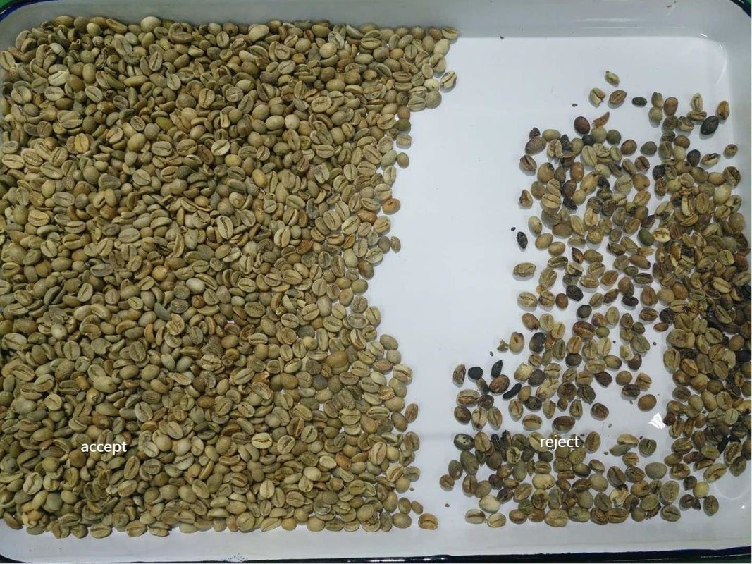 ウェンヤオ 1 チャート 500kg/h 高出力 CCD カラーセパレーター 焼いたコーヒー豆 カラーソート機 緑豆 カラーソート機