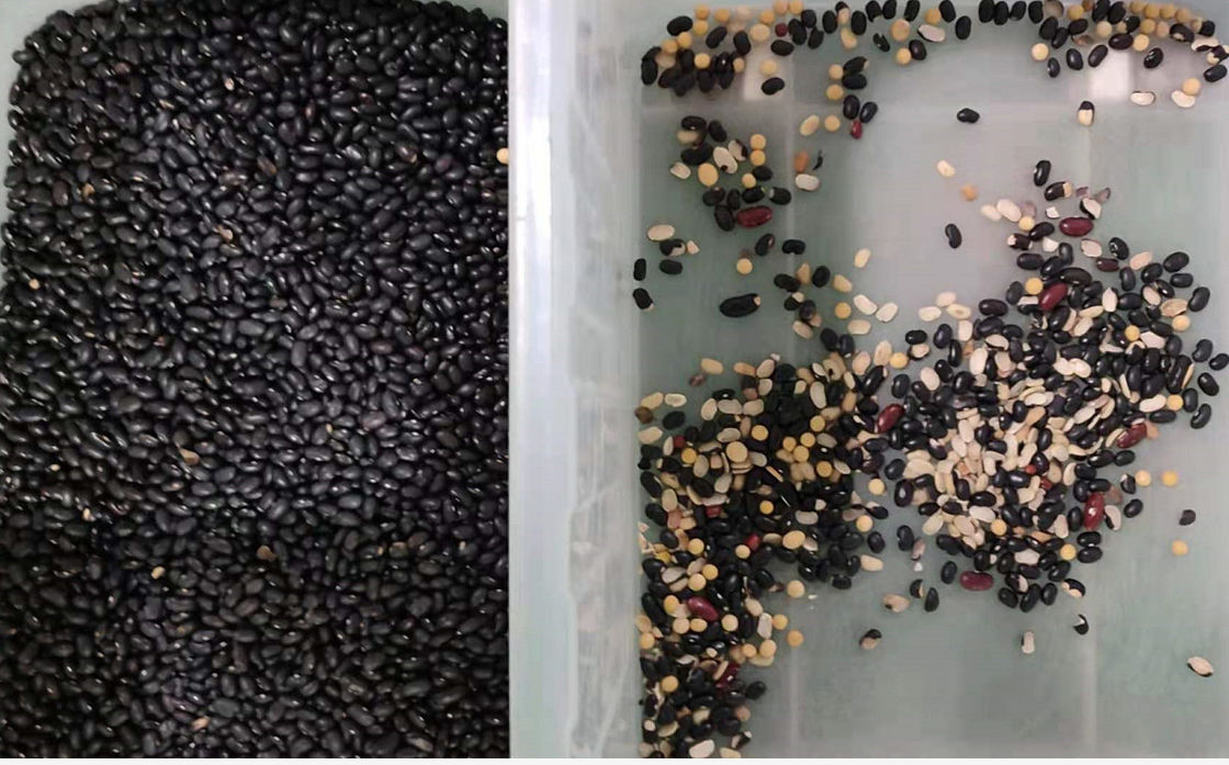 Nikonレンズが付いている赤く黄色い大豆RGBのカメラの豆色の選別機