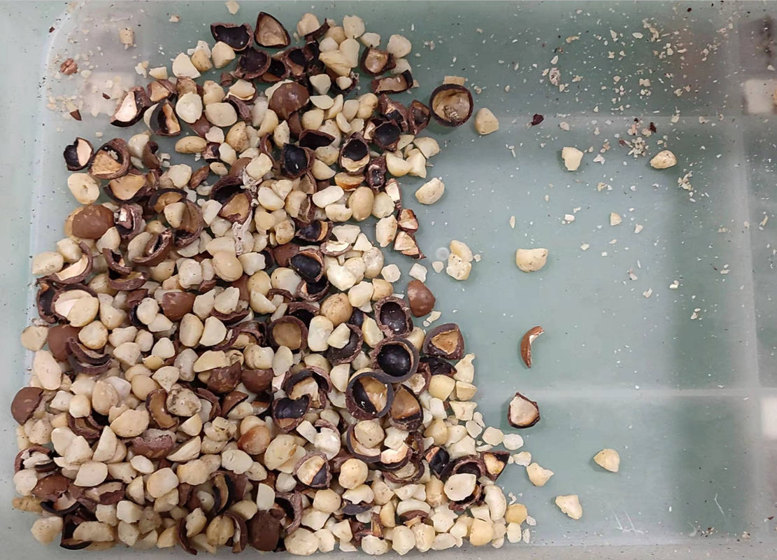 貝の穀粒のためのマカデミア ナット色の選別機機械