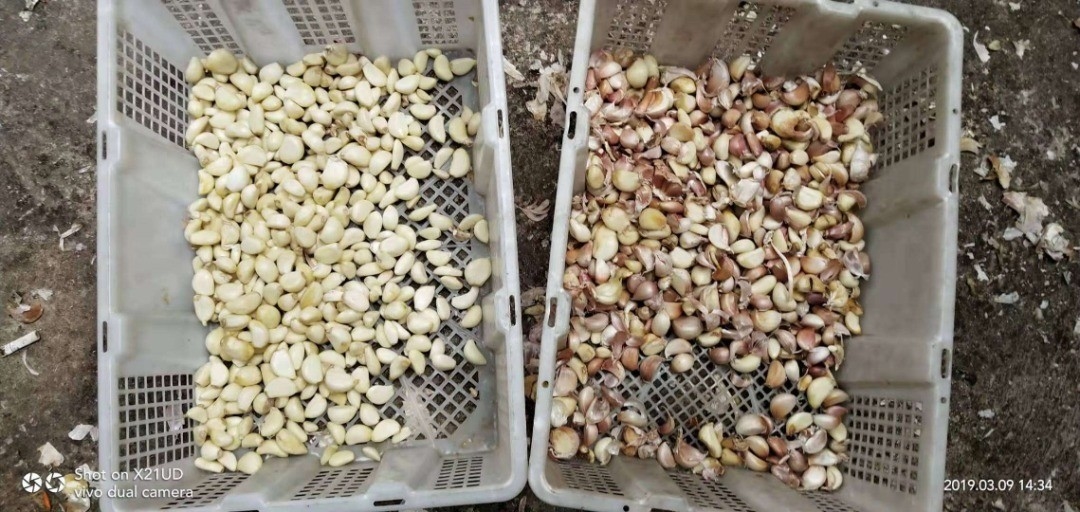 商業穀物の豆のための自動ムギのオオムギRgb色の選別機
