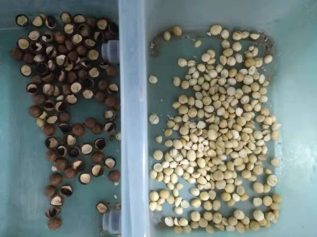 食品産業のための Wenyao 色の選別機のナットの米の穀物の豆の茶の種の選別機