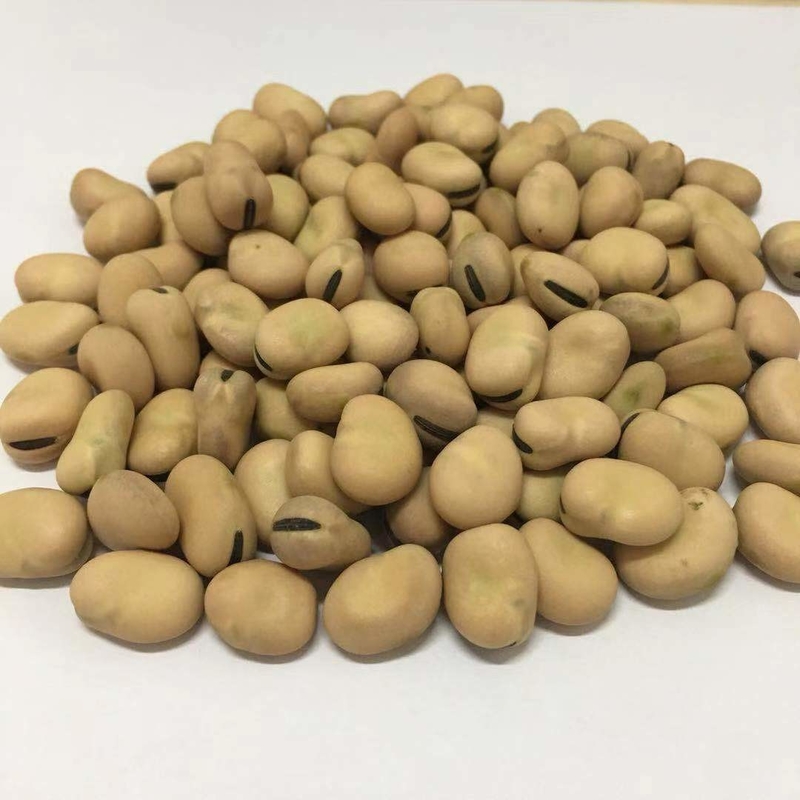 スマートなCCDの光学ナットの豆は食糧植物のための分類機械を着色する