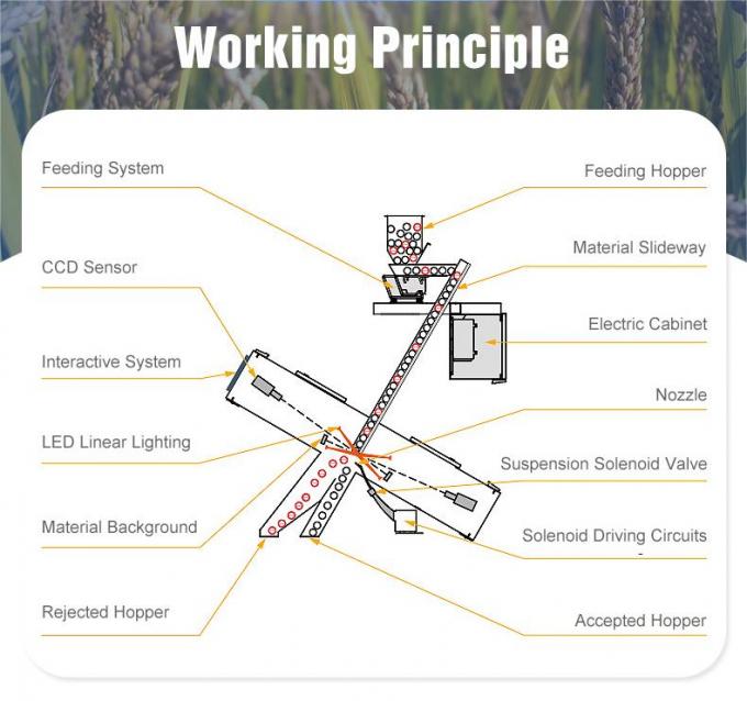 ウェンヤオ オプティカル 小色ソート 紫陽花種子 色ソート/ソート機 色ソート 紫陽花種子 色ソート 7
