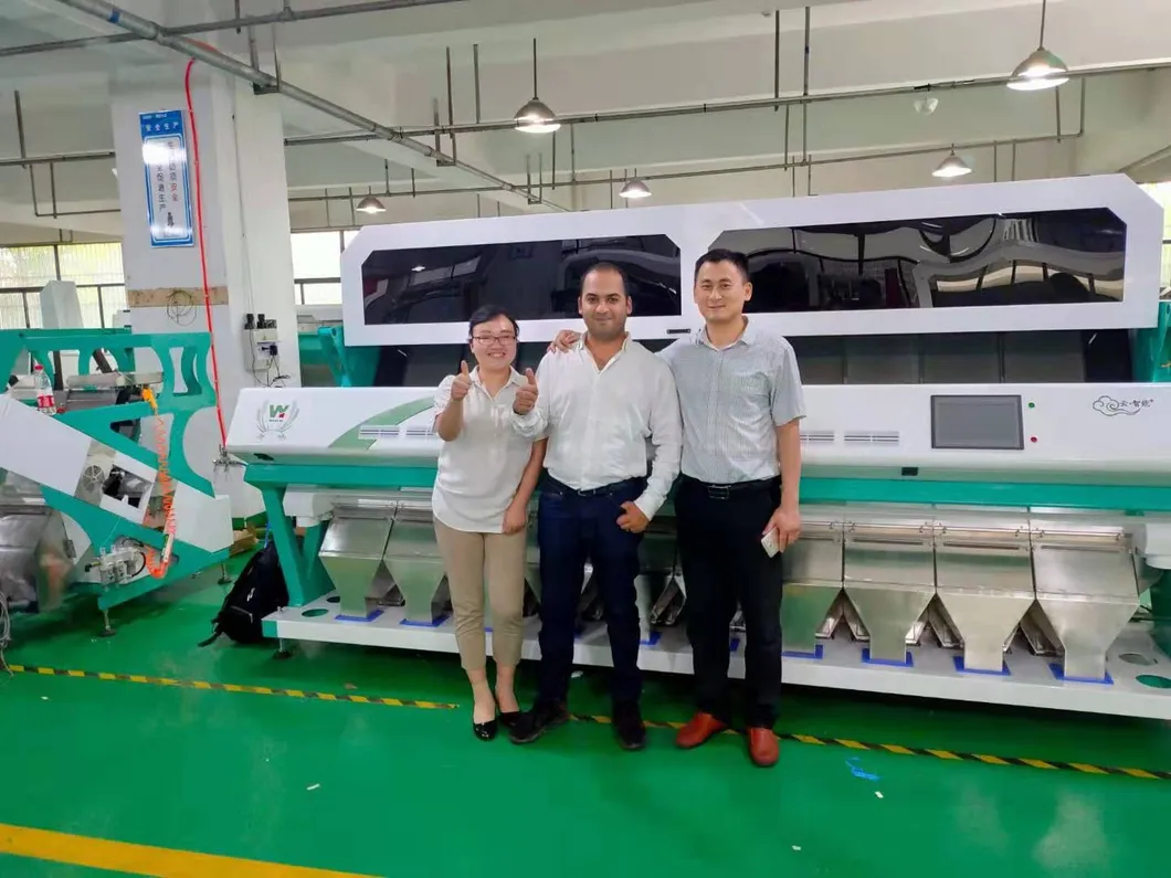 500kg/h 高容量 南米 サッチャインチ 色分別機 植物学用色分別機 12