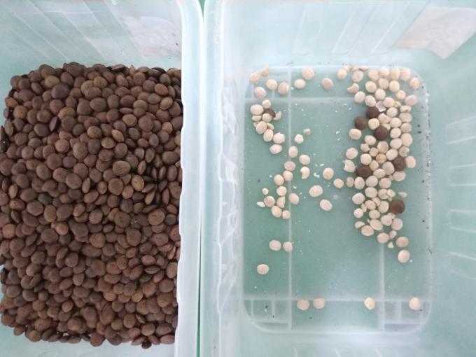 2025 ホットセール 工場価格 CCD ナッツ カラーソート マカダミアナッツ分離装置 CE 4