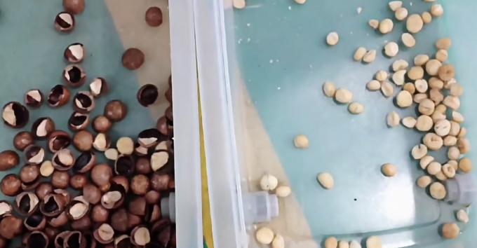 AI学習 インテリジェントベルトスタイル ピーナッツハゼナッツ ピスタチオナッツ カラーソート機 14