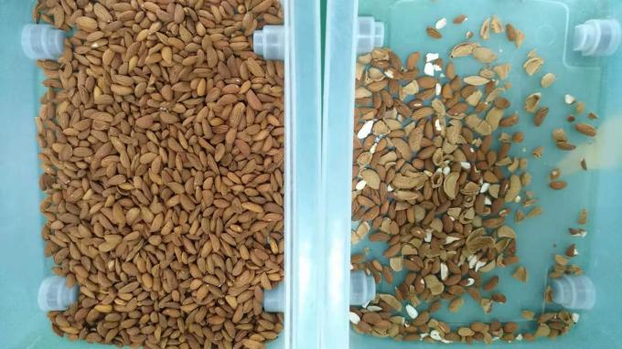 インテリジェント 6 チャート キャシューナッツ カラーソート機 東芝 CCDセンサーとRGBカメラ 9