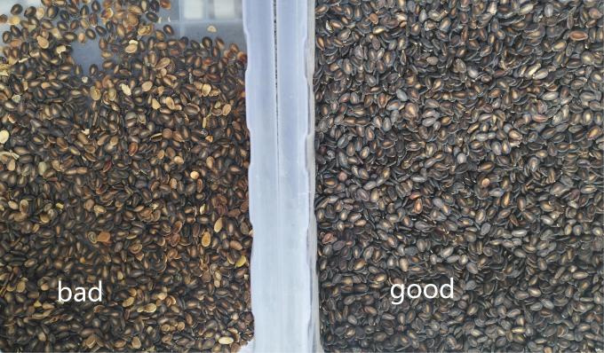 ウェンヤオ 最新の光学CE証明書 ププキンシード 水瓜シード カラーソート機 12