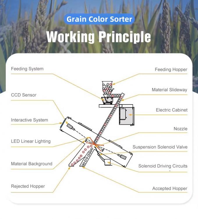 ウェンヤオ 中国 工場 7 チュート スタイルの 高技術 穀物 セサム 色の分類機 3