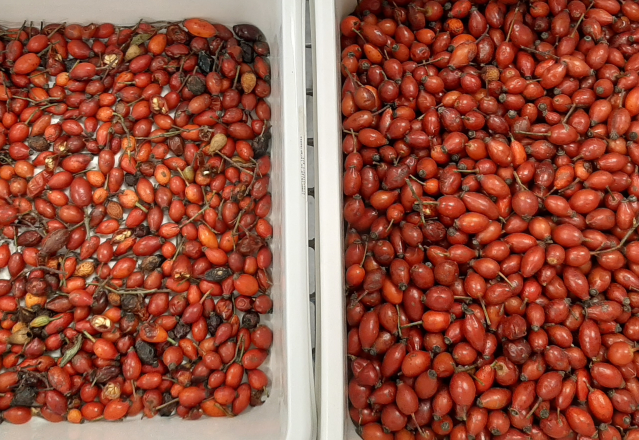 ウェンヤオ 2025 熱売種子 完全自動 Chia 種子 麻の種子 カラーソート機 10