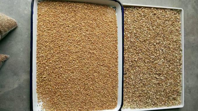 ウェンヤオ 2025 熱売種子 完全自動 Chia 種子 麻の種子 カラーソート機 11