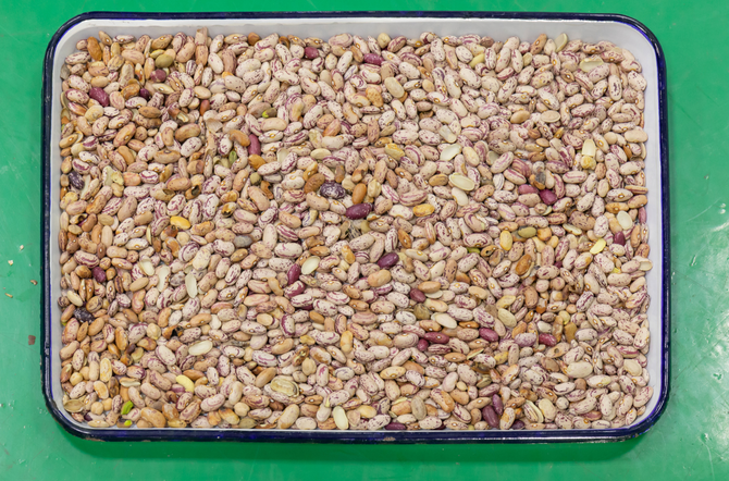 ウェンヤオ フルオートマティック 3チャート ソーヤ ブロード 腎豆 カラーソート機 4