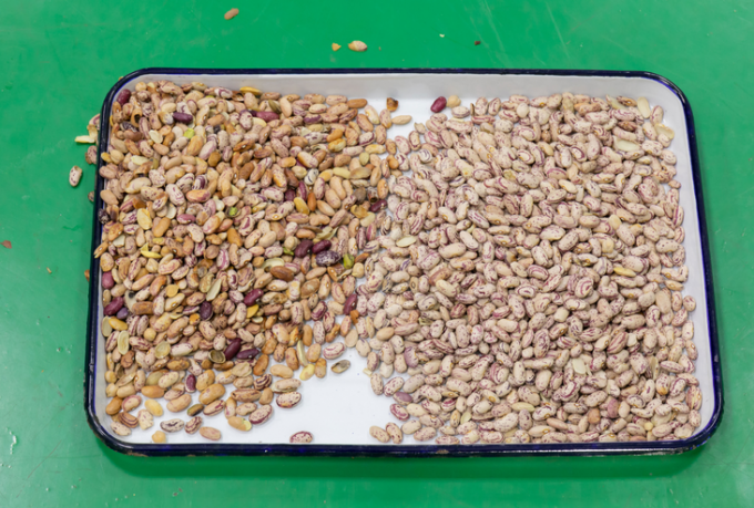 ウェンヤオ フルオートマティック 3チャート ソーヤ ブロード 腎豆 カラーソート機 5