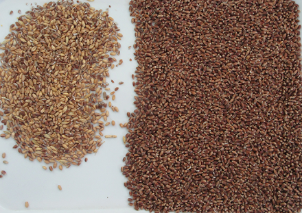 光学式カラーソーター トウモロコシ 麦 ライ キヌア 色彩選別機 オンライン色彩選別機 メーカー 3