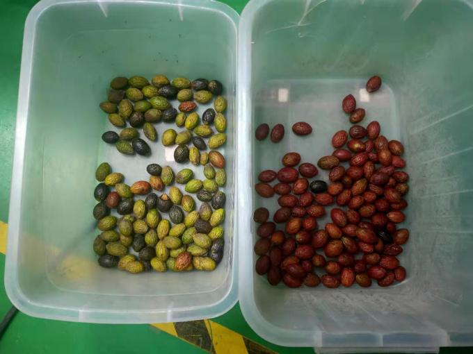 1200mm ベルト 防水 ステンレス スチール オリーブ カラー 選別 機 凍結 ストロベリー カラー 選別 機 2