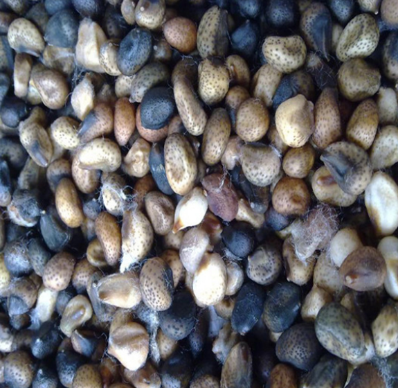 文耀プロフェッショナル光学ゴマ色選別機綿種子色選別機選別機価格 10