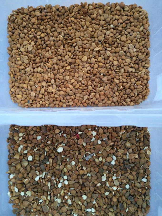 精度CCDカメラ自動マカダミアナッツ色選別機 11