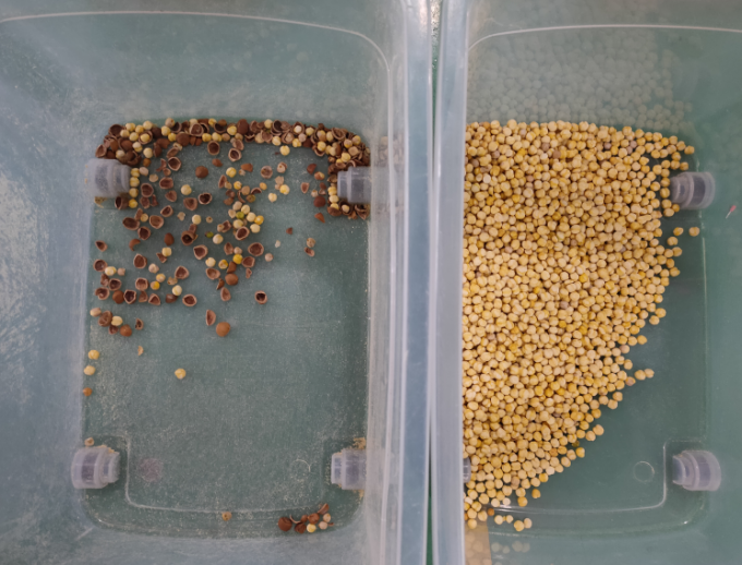 精度CCDカメラ自動マカダミアナッツ色選別機 12