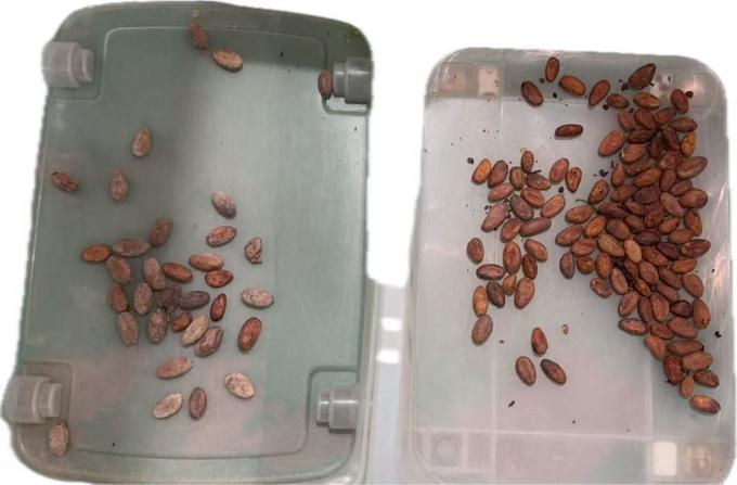 ウェンヤオ 2025 最新の中国工場 光学ソートメーカー コカオナッツ カラーソート機 12