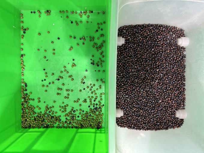 ウェンヤオ 自動色分別 鮮やかなブルーベリー ジュニペール ベリー 色分別機 5