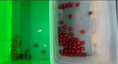 ウェンヤオ 自動色分別 鮮やかなブルーベリー ジュニペール ベリー 色分別機 7