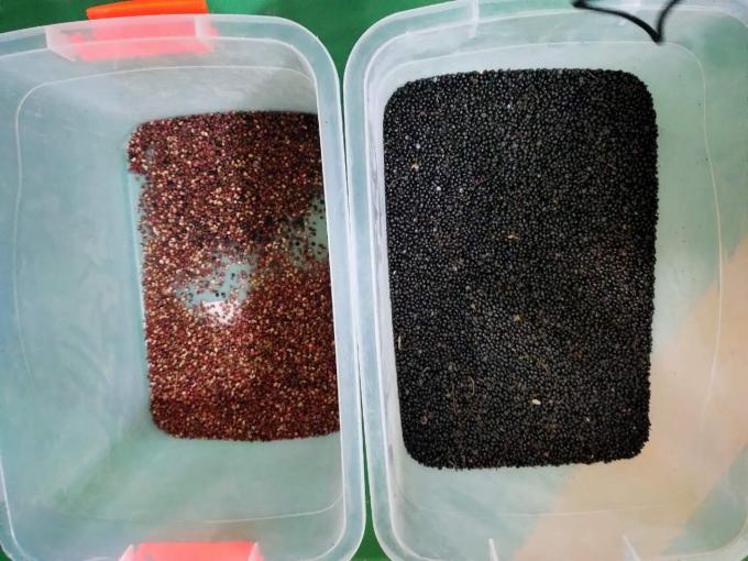 ウェンヤオ自動黒胡椒色選別機、高精度種子豆選別用 9