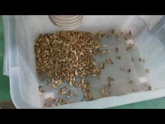 カルダモン処理ライン用7シュート種子色選別機