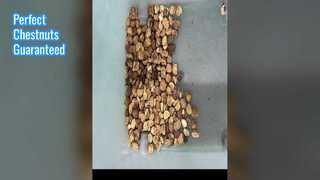 ナッツ用栗色選別機